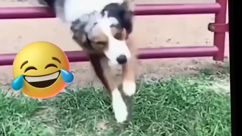 Funny Dogs