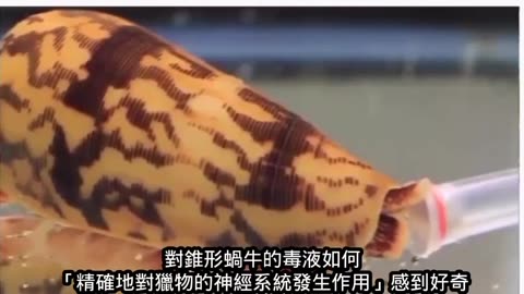 錐形蝸牛毒素與氣溶膠生化武器