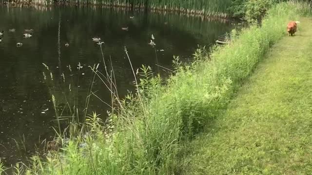 Ducks following Dog