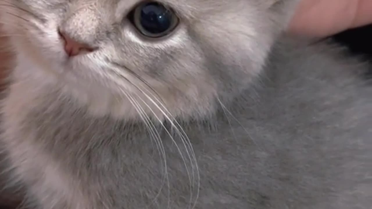 Funny Cat YouTube Videos: You Really Should Be Watching More of Them