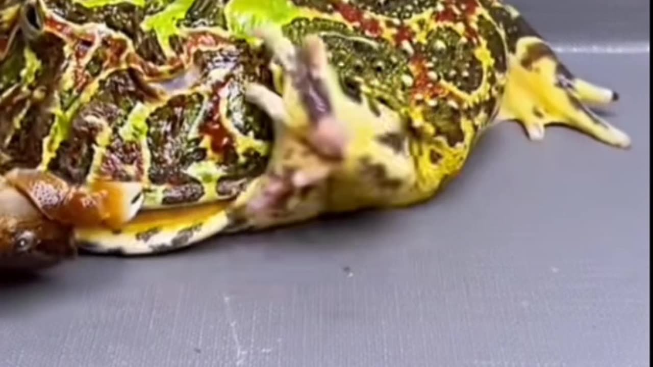 Frog playing with 🦀 CRAB 🤣🤣🤣