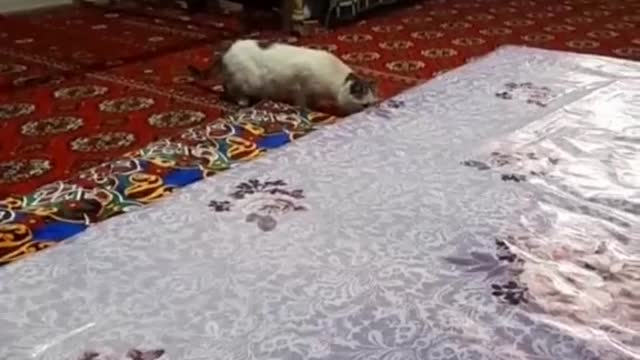 cat