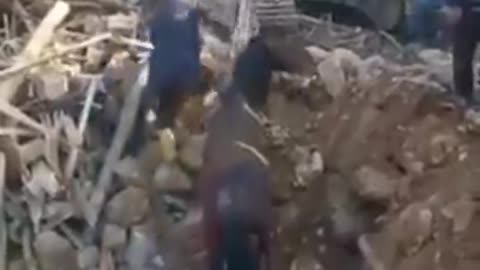 Horse Miraculously Survives for 21 Days Buried Under Rubble After the Syria/Turkey Earthquakes