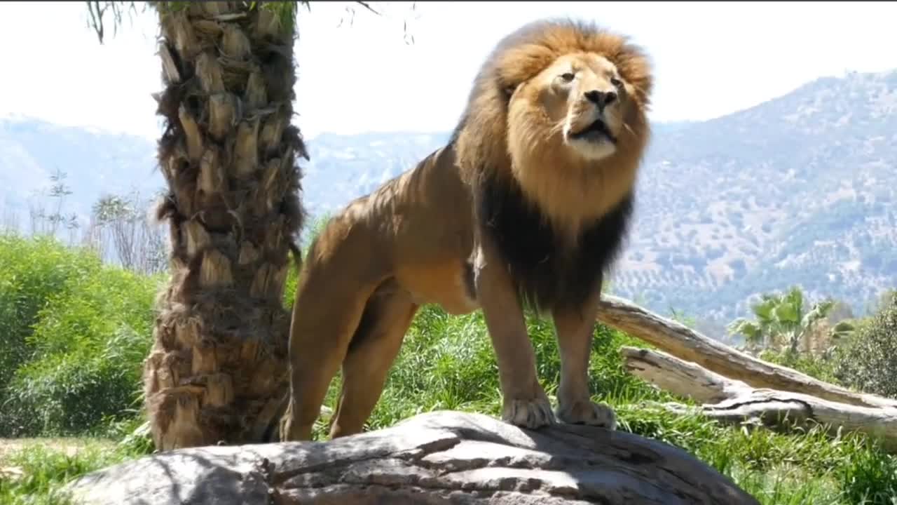 Dangerous Male Lion _ Lion roaring sound _ San Diego Zoo Safari Park California