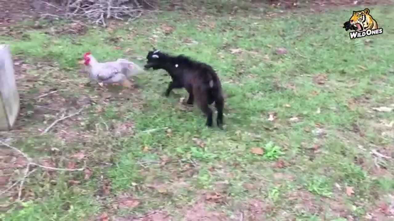 Most amazing goat fighting video watch very nice