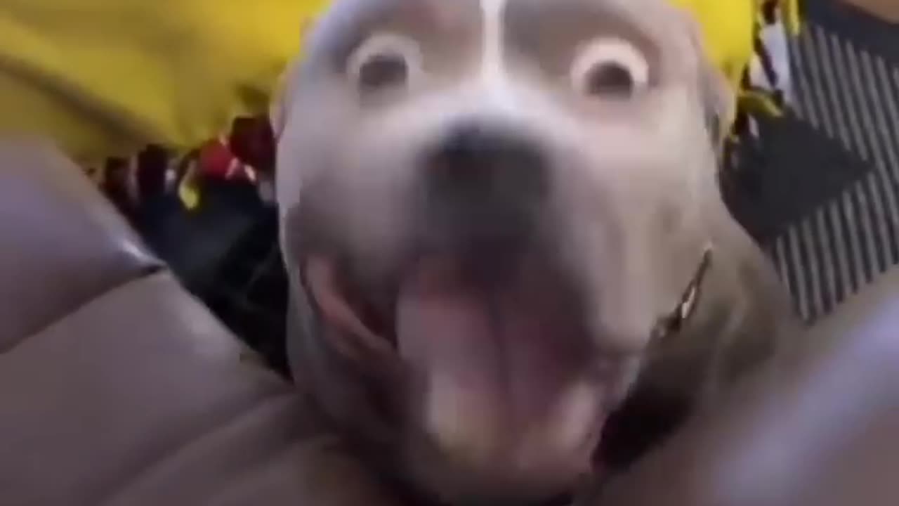 Funny Dog Videos