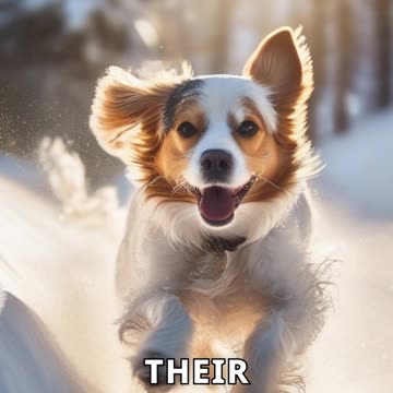 Pets React to Snow for the First Time