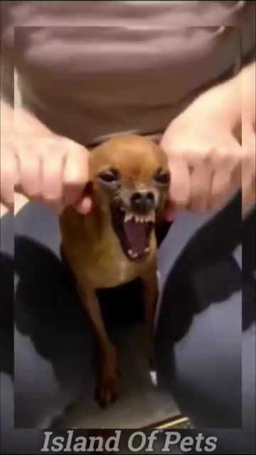 the funniest pet videos |best compilation|funny animals