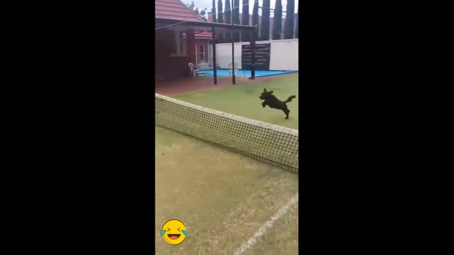 funny video