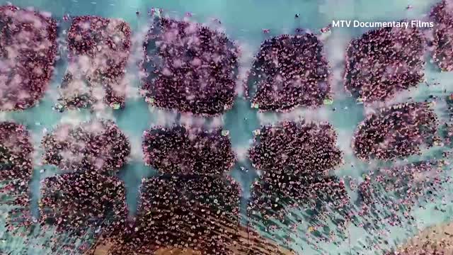 'Ascension' goes behind the scenes of the 'Chinese Dream'
