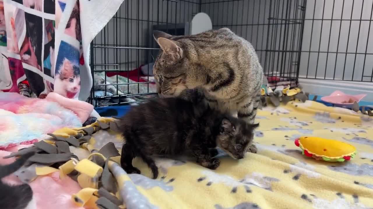 Mama Cat Reunited with Kittens After Weeks Apart