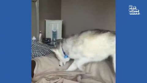 Funny animals