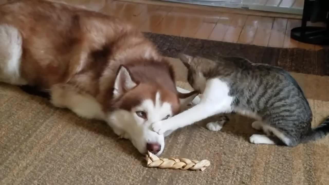 Husky gets bully - funny animals #6