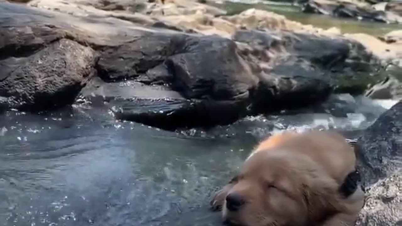 Taking a nap as the water flows