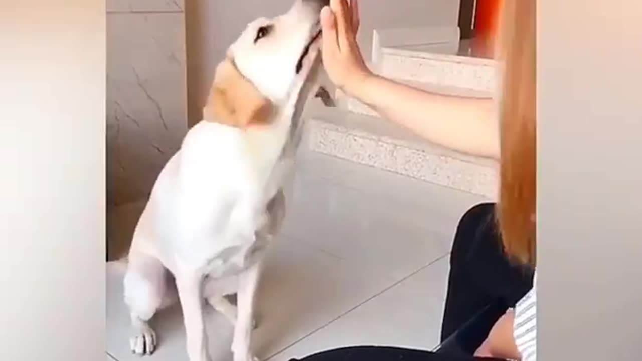 Funny animals video | Best funny cats and dogs | part 1 🐱 🐶