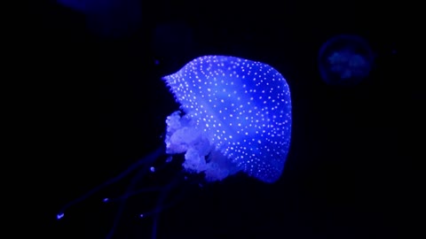 Jellyfish look great in shape and appearance