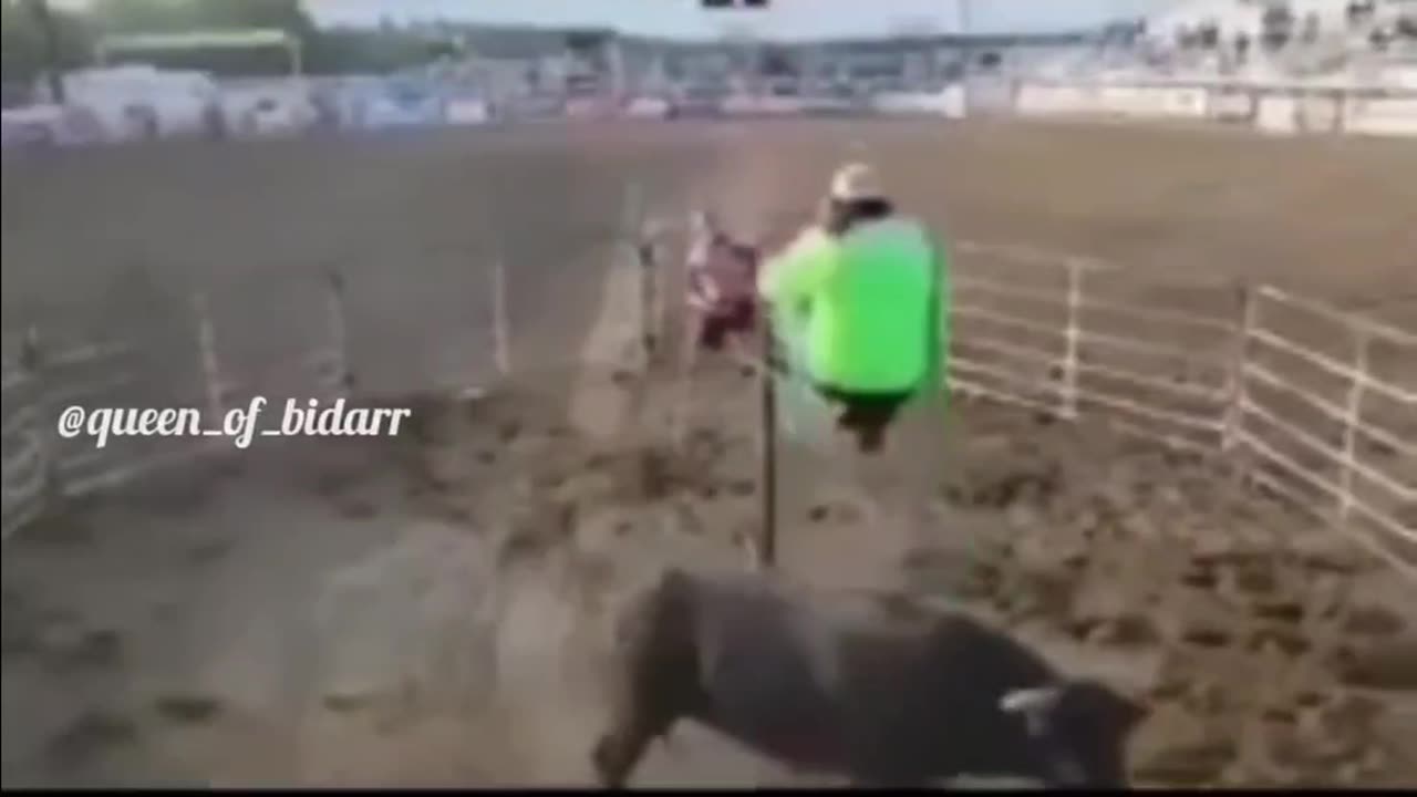 Bull try to hit