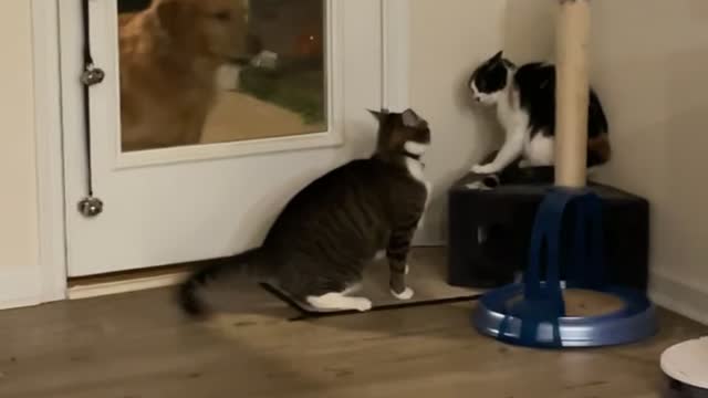 Golden Retriever Doesn't Like it When the Cats Fight