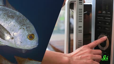Making LEDs from Fish Scales and Molecular Onions
