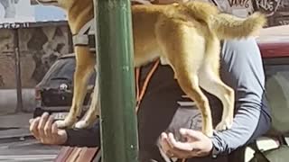 Patient Pupper has Perfect Balance