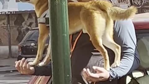 Patient Pupper has Perfect Balance