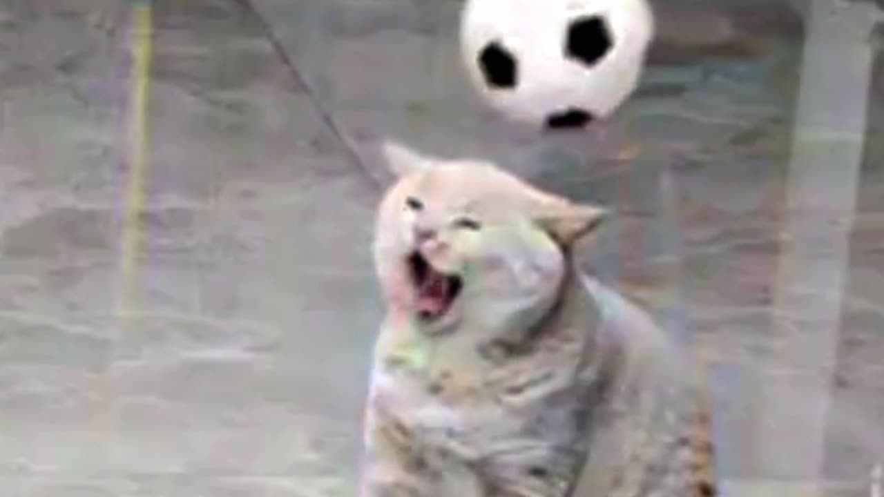 😹🤣Dog and🐕 cat manipulation🐈, you'd be missing out if you didn't see it🤣