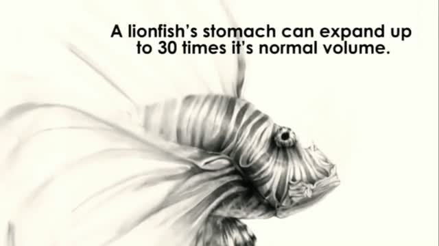 10 strange sea creatures Ever seen