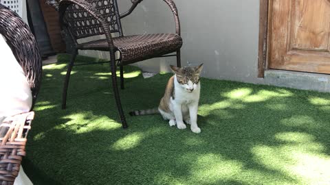 A boring-looking cat.