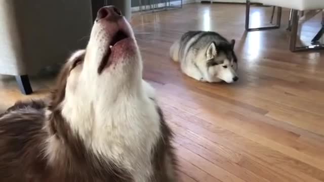 Dogs lose their temper and amuse their owners