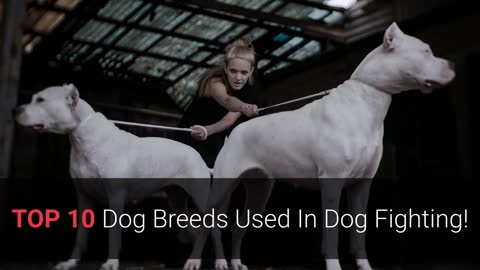 Dog Fights – TOP 10 Dog Breeds That Were Used In Dog Fights!