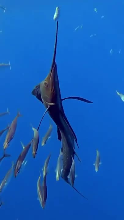 Black Marlin