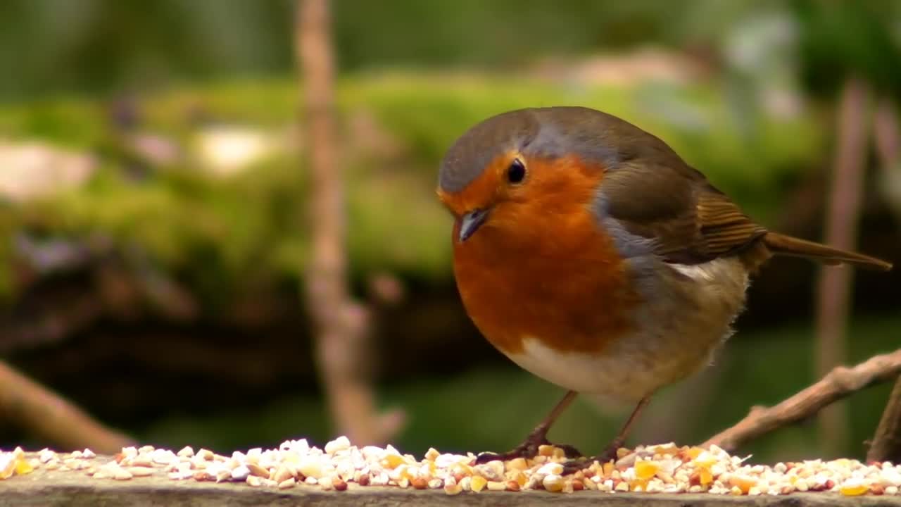 Robin Birds Singing and Chirping