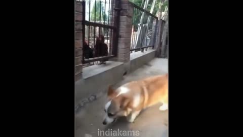 Dog vs Chicken fight | Part - 6