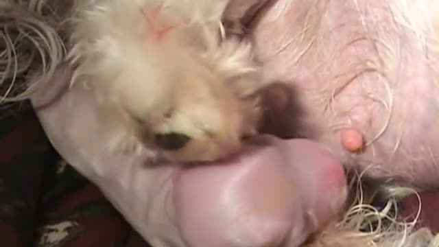 AMAZING DOG BIRTH!! part 2-3