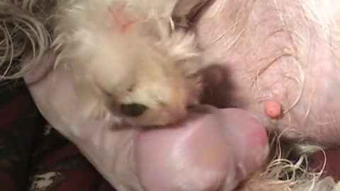 AMAZING DOG BIRTH!! part 2-3