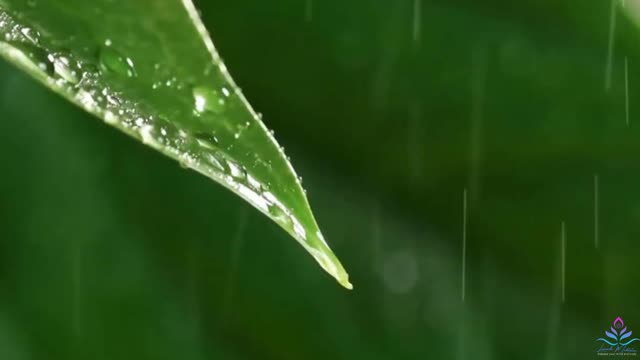 Nature Sounds Rain on Leaves a Forest