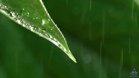 Nature Sounds Rain on Leaves a Forest