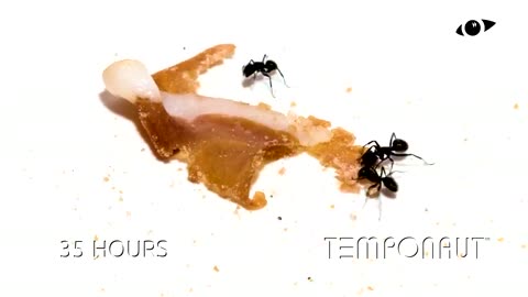Ants vs Ham Time-lapse