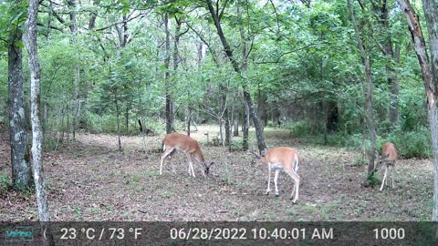 Trail cam