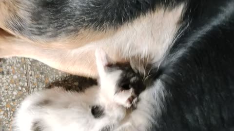 kitten drinking dog milk