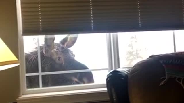 Moose Peeking in on the Place