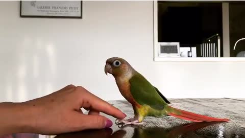 Yongi play with my hand on table