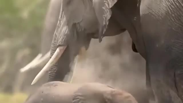 Elephant throwing dust on himself