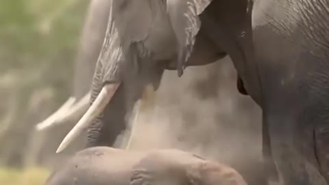 Elephant throwing dust on himself