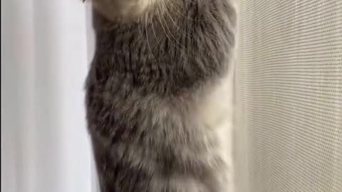 funny cat videos