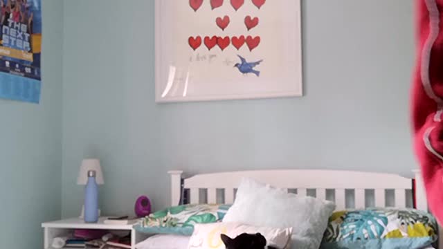 Cat cleaning timelapse