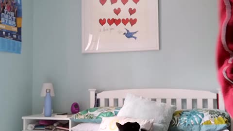 Cat cleaning timelapse