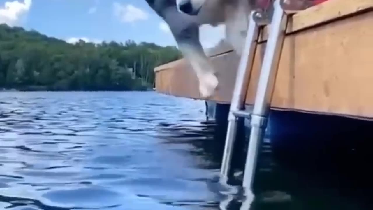 More funny cute dogs for your viewing pleasure #relaxmydog #dogs #funny #funnydogs #compilation