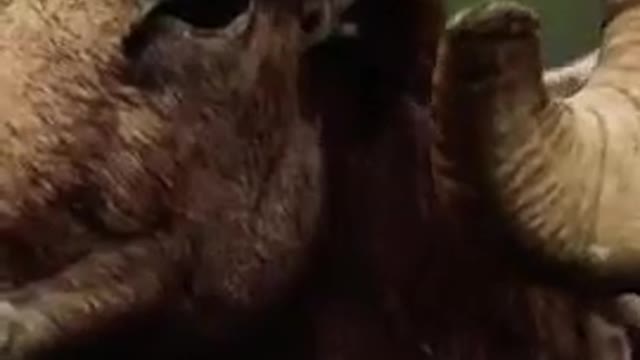 Pakistani National Animal