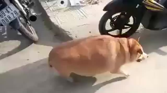 This is dog or pig...??